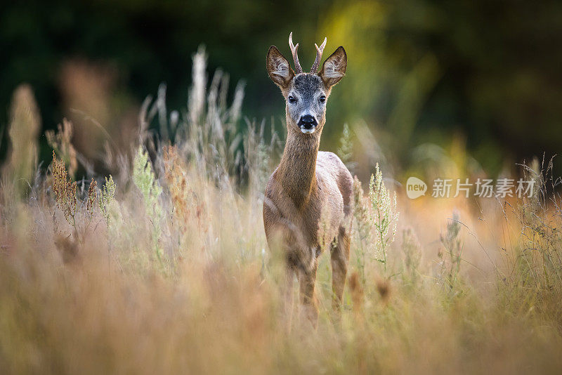 狍子（Capreolus capreolus）